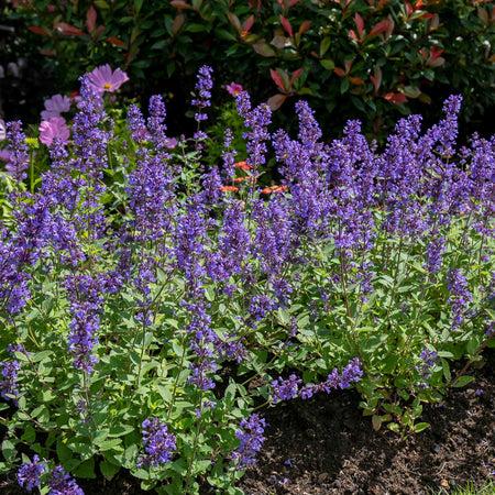 Nepeta X Faassenii 'whispurr Blue' - View 31 from www redcrocus com