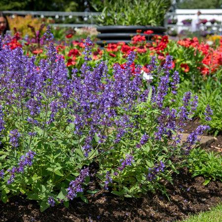 Nepeta X Faassenii 'whispurr Blue' - View 35 from www redcrocus com