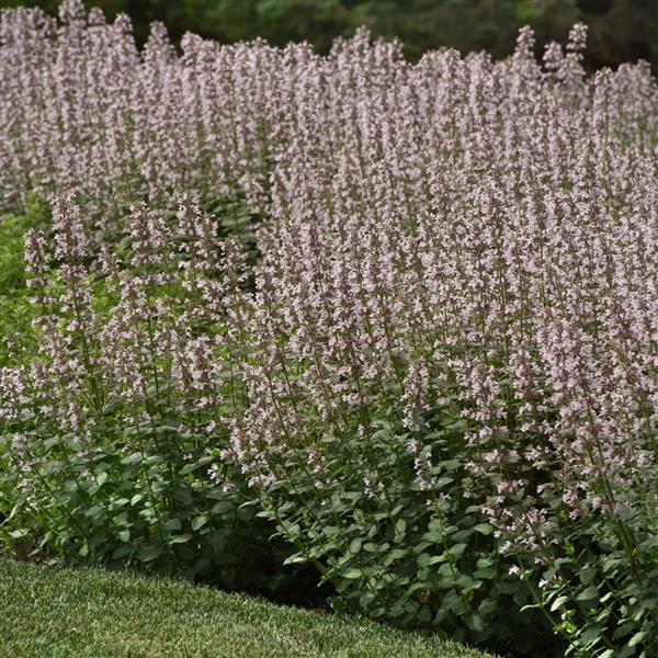 Nepeta X Faassenii 'whispurr Blue' - View 36 from www redcrocus com