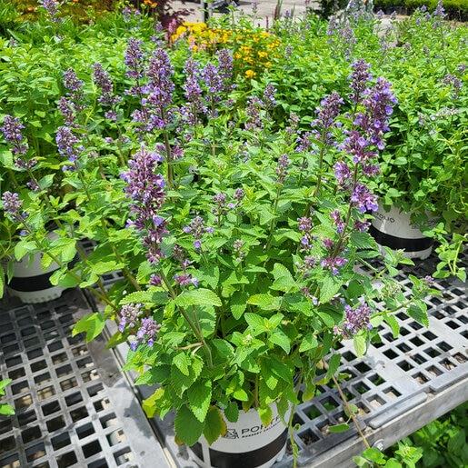 Nepeta X Faassenii 'whispurr Blue' - View 3 from www redcrocus com