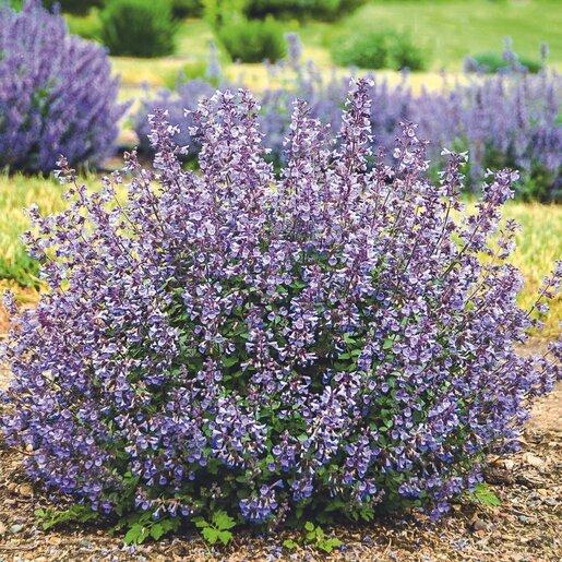 Nepeta X Faassenii 'whispurr Blue' - View 5 from www redcrocus com
