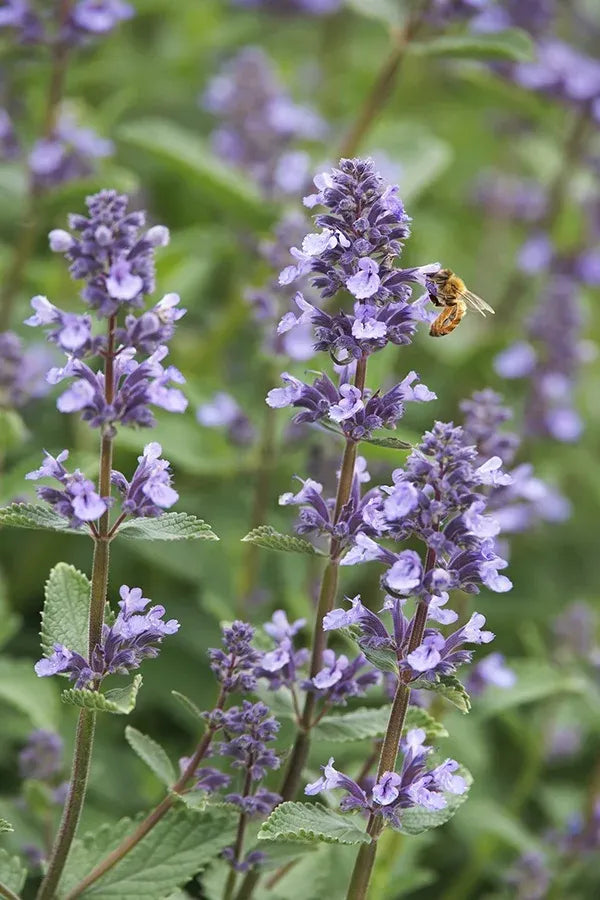 Nepeta X Faassenii 'whispurr Blue' - View 6 from www redcrocus com