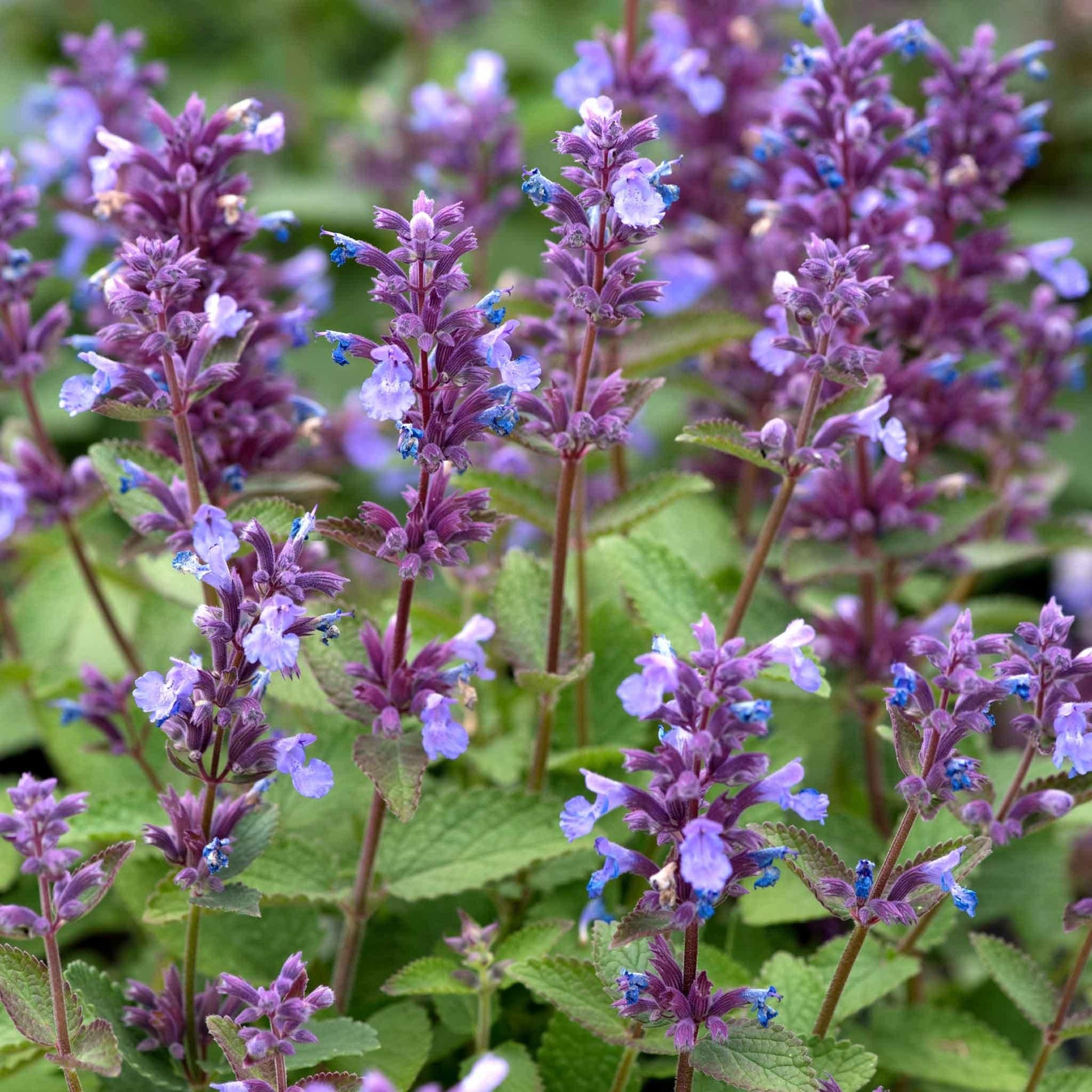 Nepeta X Faassenii 'whispurr Blue' - View 8 from www redcrocus com