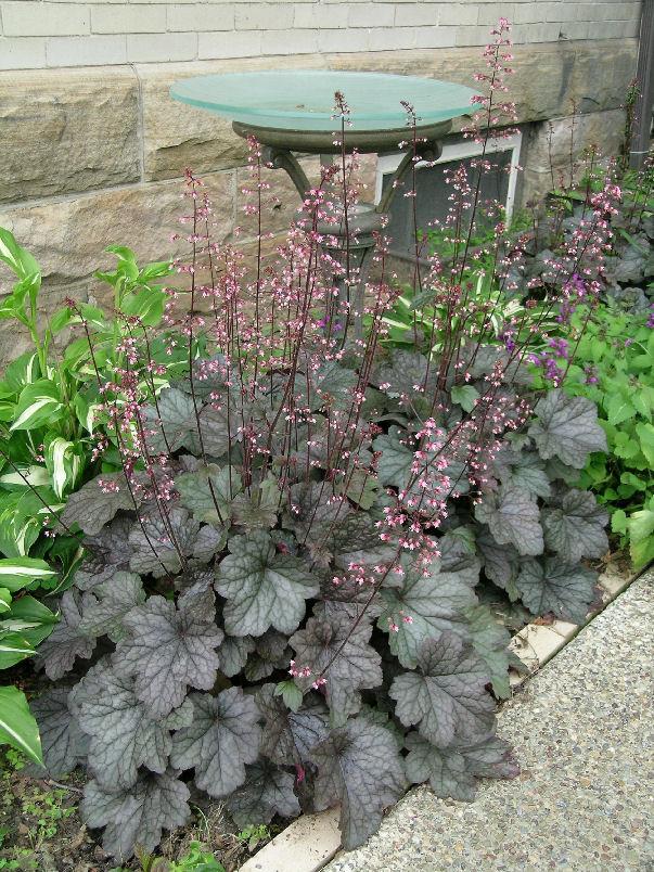 Heuchera X 'steel City' - View 10 from www redcrocus com