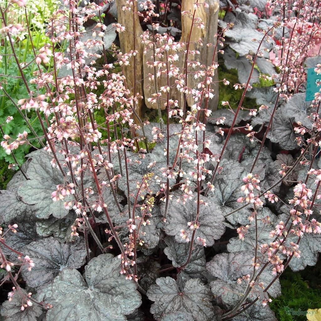 Heuchera X 'steel City' - View 11 from www redcrocus com