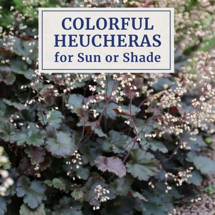 Heuchera X 'steel City' - View 12 from www redcrocus com
