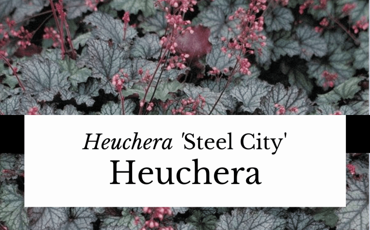 Heuchera X 'steel City' - View 14 from www redcrocus com