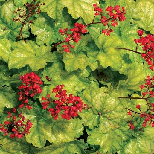 Heuchera X 'steel City' - View 16 from www redcrocus com