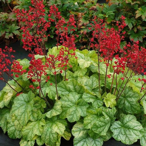 Heuchera X 'steel City' - View 24 from www redcrocus com