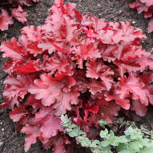 Heuchera X 'steel City' - View 27 from www redcrocus com
