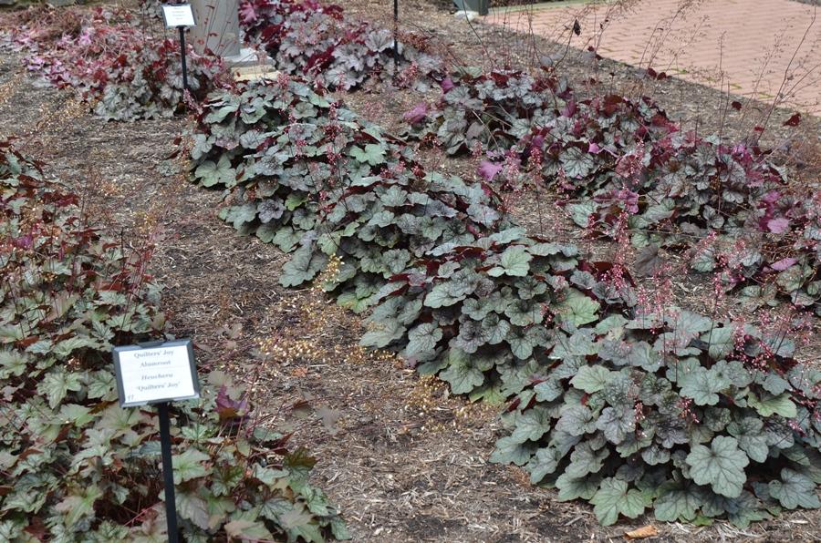 Heuchera X 'steel City' - View 4 from www redcrocus com