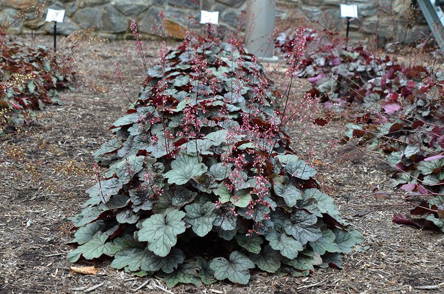 Heuchera X 'steel City' - View 5 from www redcrocus com