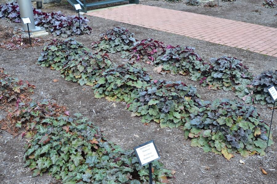 Heuchera X 'steel City' - View 6 from www redcrocus com