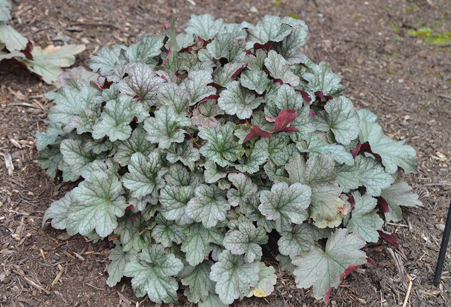 Heuchera X 'steel City' - View 7 from www redcrocus com