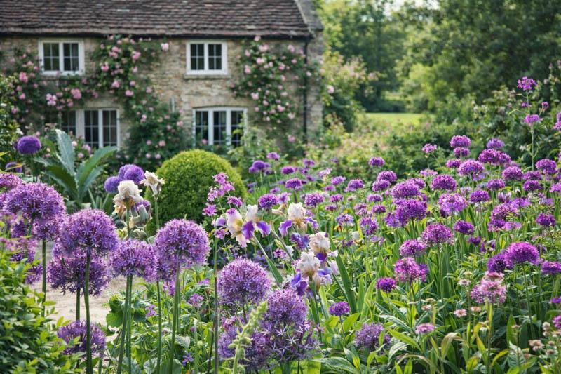 Allium 'chives Ornamental One Mix' - View 11 from www redcrocus com