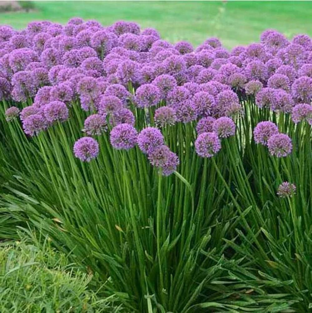 Allium 'chives Ornamental One Mix' - View 12 from www redcrocus com