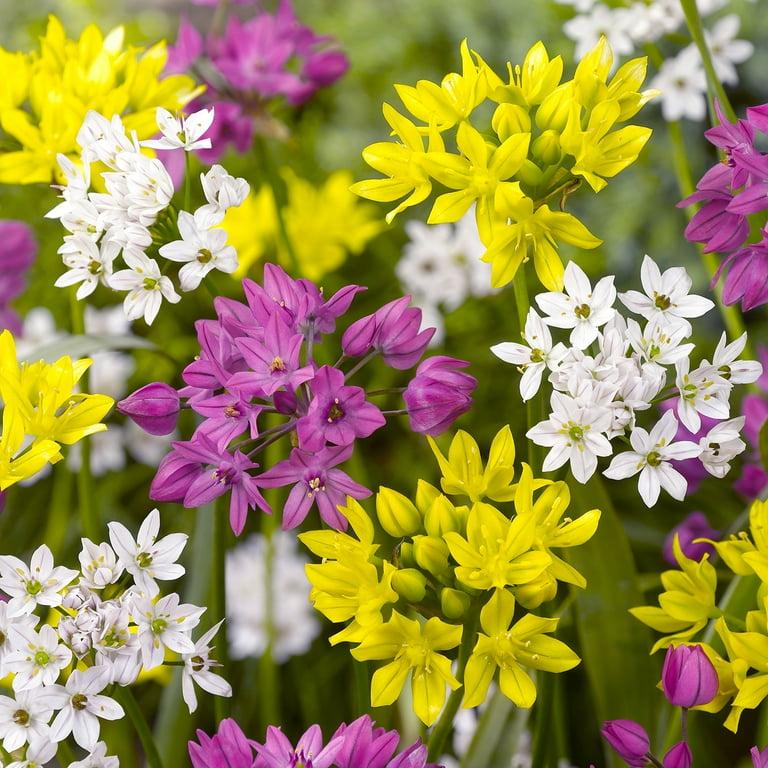 Allium 'chives Ornamental One Mix' - View 13 from www redcrocus com