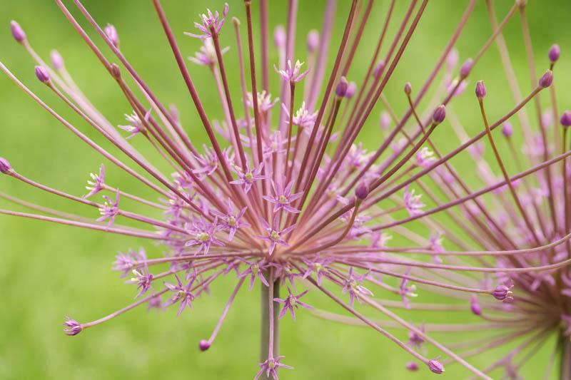 Allium 'chives Ornamental One Mix' - View 14 from www redcrocus com