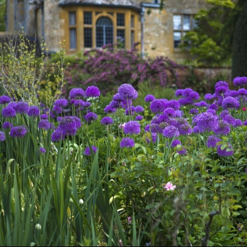 Allium 'chives Ornamental One Mix' - View 15 from www redcrocus com