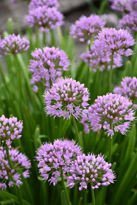 Allium 'chives Ornamental One Mix' - View 16 from www redcrocus com