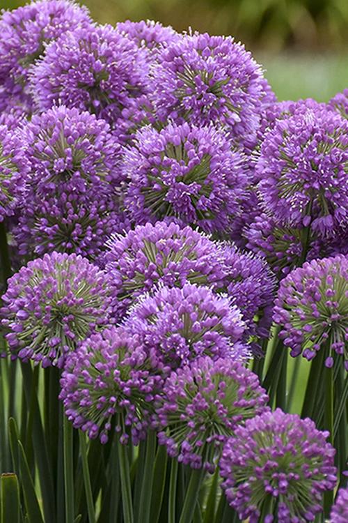 Allium 'chives Ornamental One Mix' - View 17 from www redcrocus com