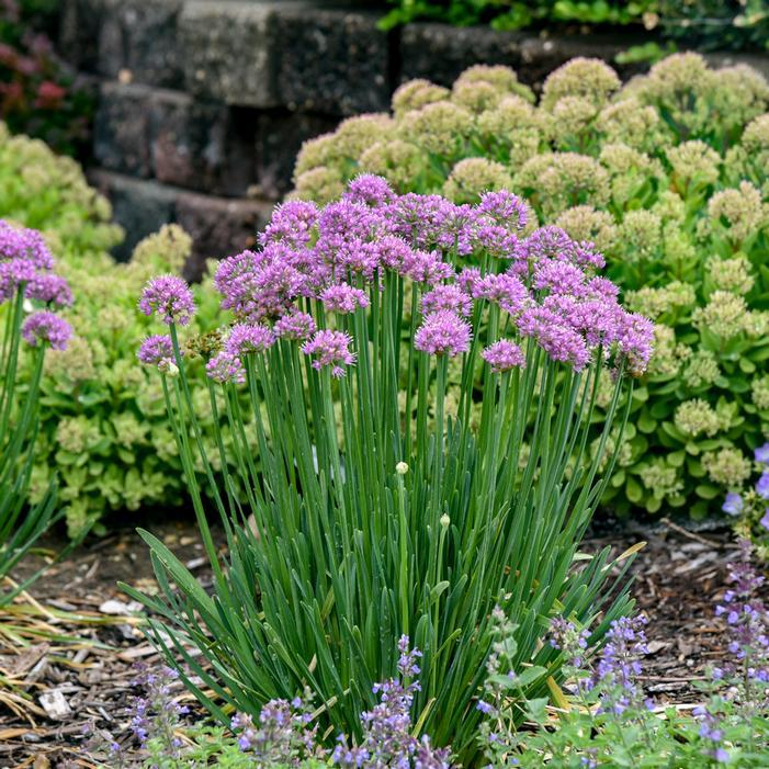Allium 'chives Ornamental One Mix' - View 18 from www redcrocus com
