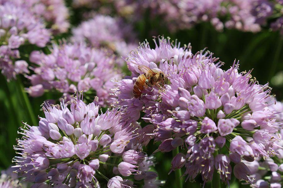 Allium 'chives Ornamental One Mix' - View 20 from www redcrocus com