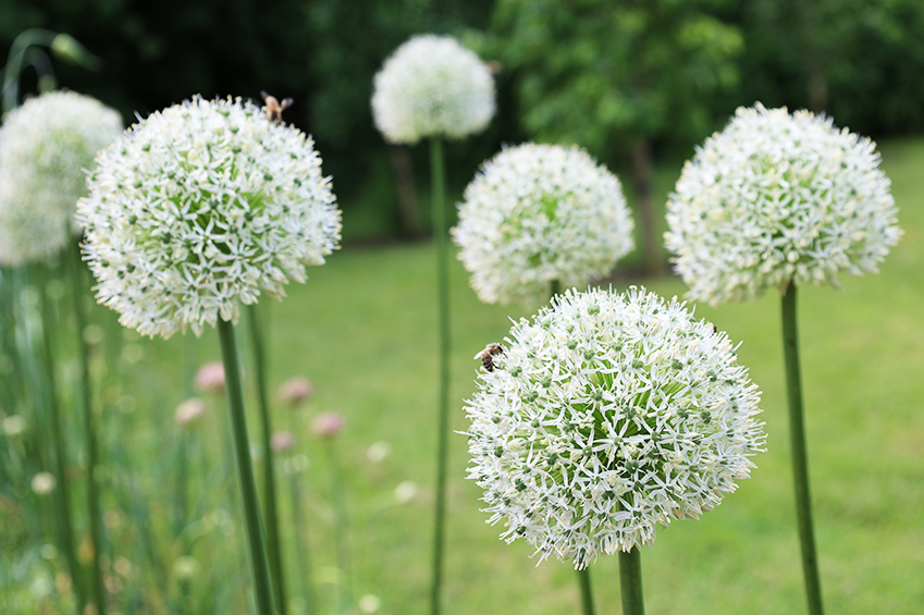 Allium 'chives Ornamental One Mix' - View 21 from www redcrocus com