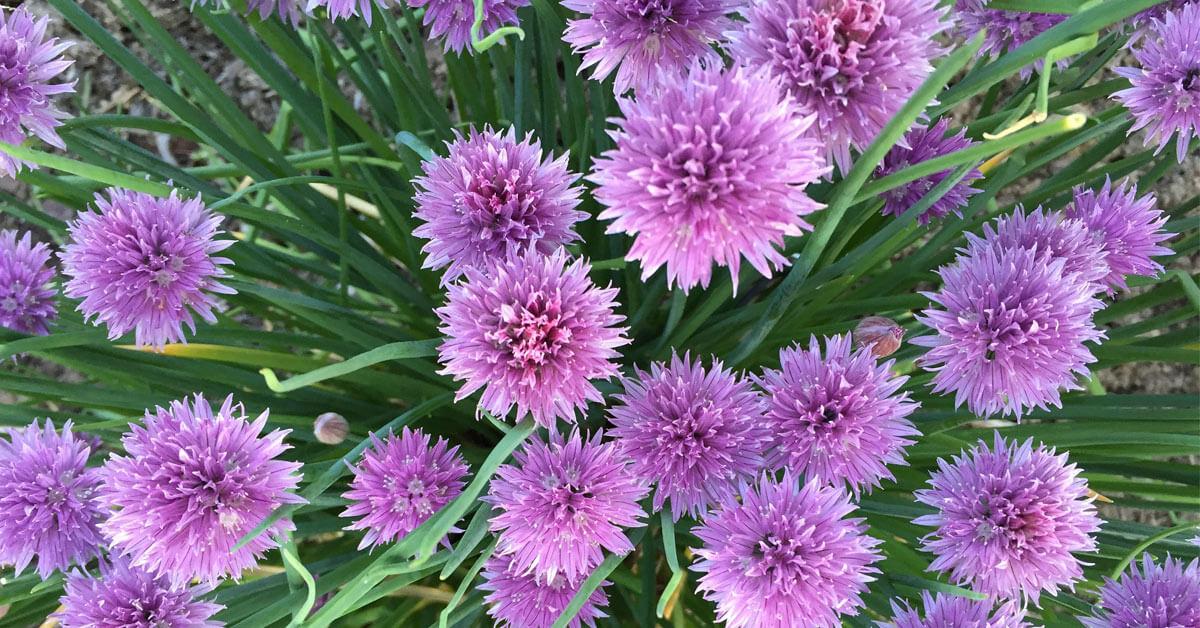 Allium 'chives Ornamental One Mix' - View 22 from www redcrocus com