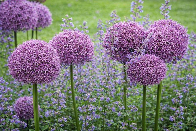Allium 'chives Ornamental One Mix' - View 23 from www redcrocus com
