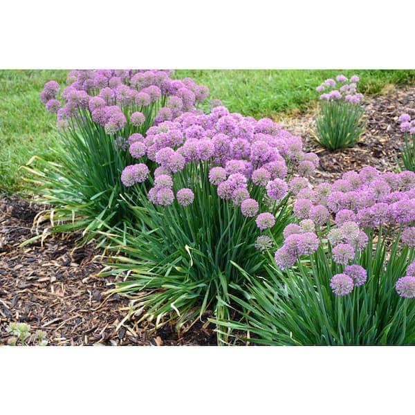Allium 'chives Ornamental One Mix' - View 25 from www redcrocus com