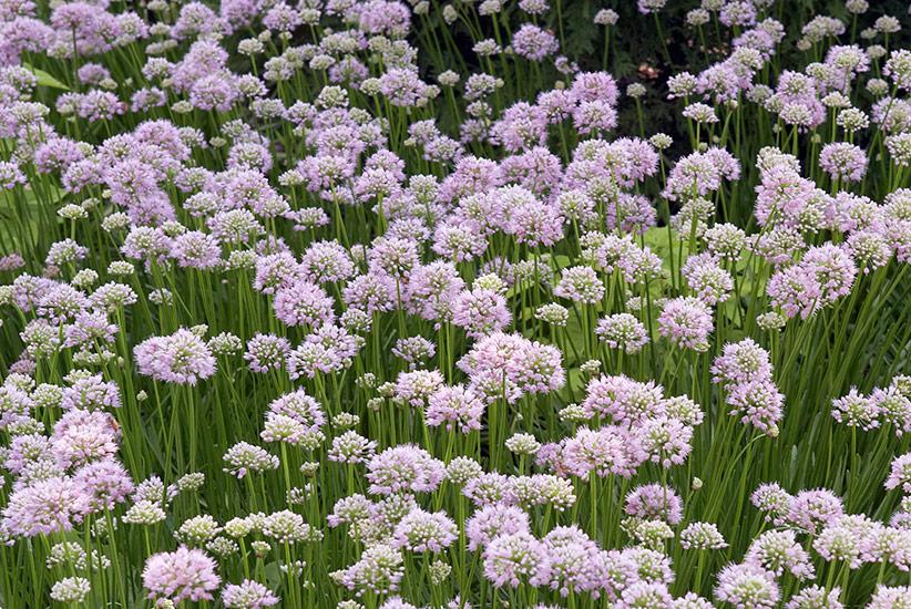 Allium 'chives Ornamental One Mix' - View 28 from www redcrocus com
