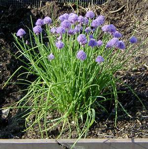 Allium 'chives Ornamental One Mix' - View 29 from www redcrocus com