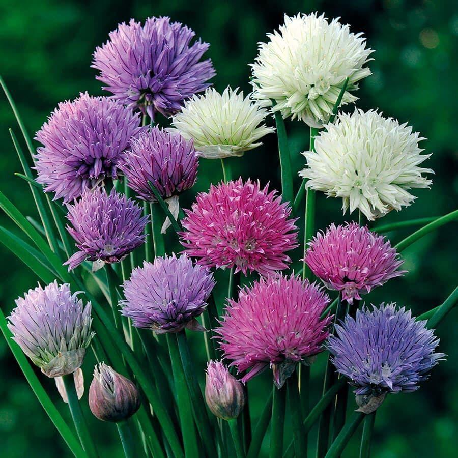 Allium 'chives Ornamental One Mix' - View 2 from www redcrocus com