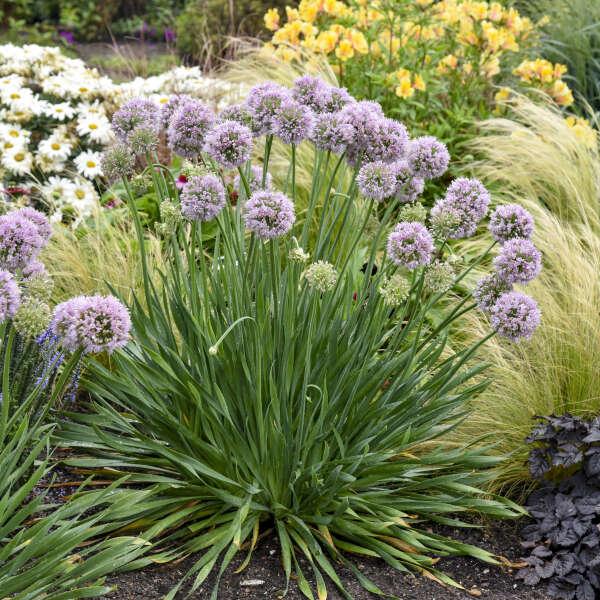 Allium 'chives Ornamental One Mix' - View 31 from www redcrocus com