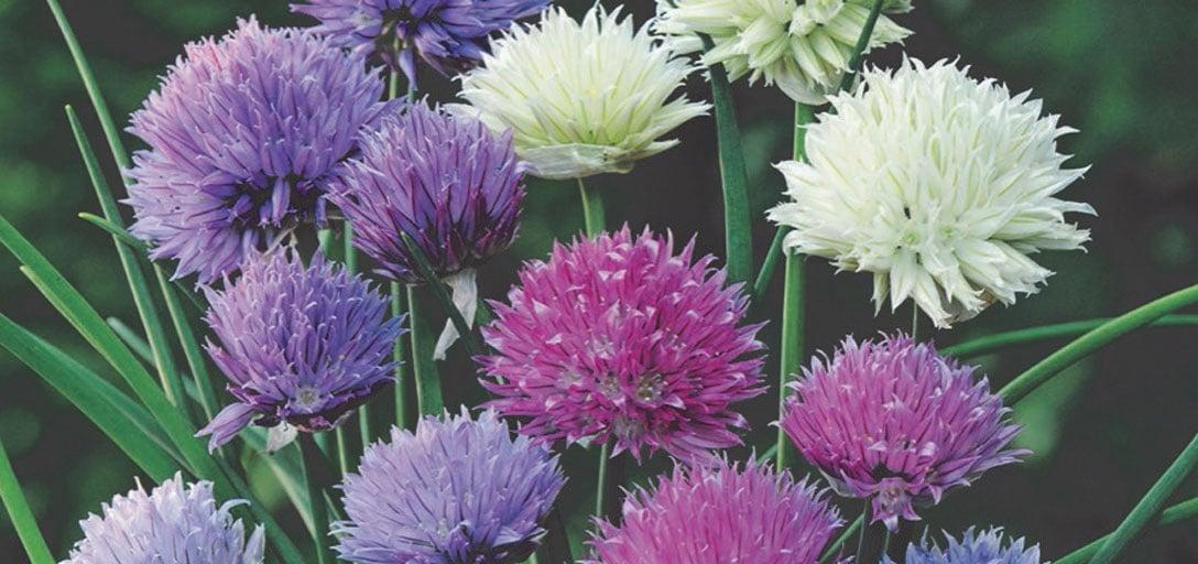 Allium 'chives Ornamental One Mix' - View 3 from www redcrocus com