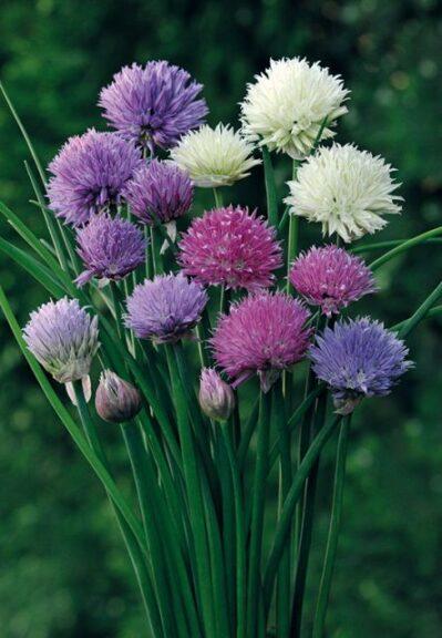 Allium 'chives Ornamental One Mix' - View 5 from www redcrocus com