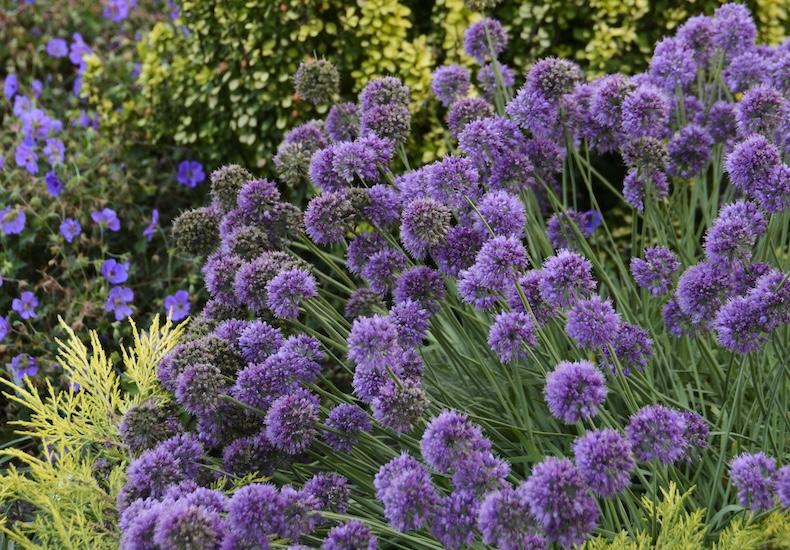 Allium 'chives Ornamental One Mix' - View 6 from www redcrocus com