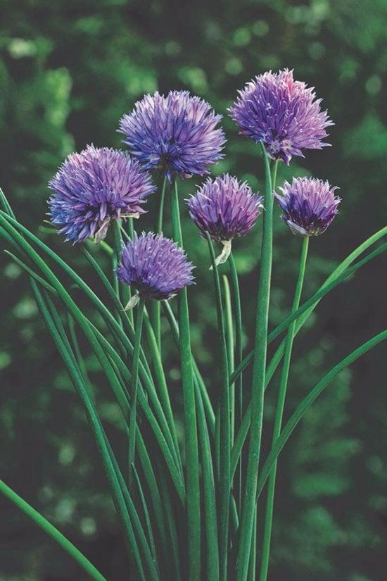 Allium 'chives Ornamental One Mix' - View 7 from www redcrocus com