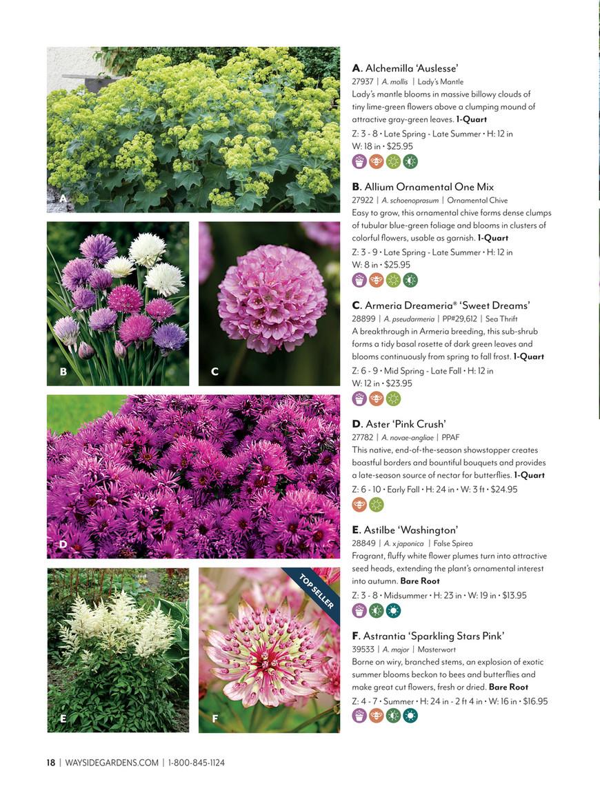 Allium 'chives Ornamental One Mix' - View 8 from www redcrocus com