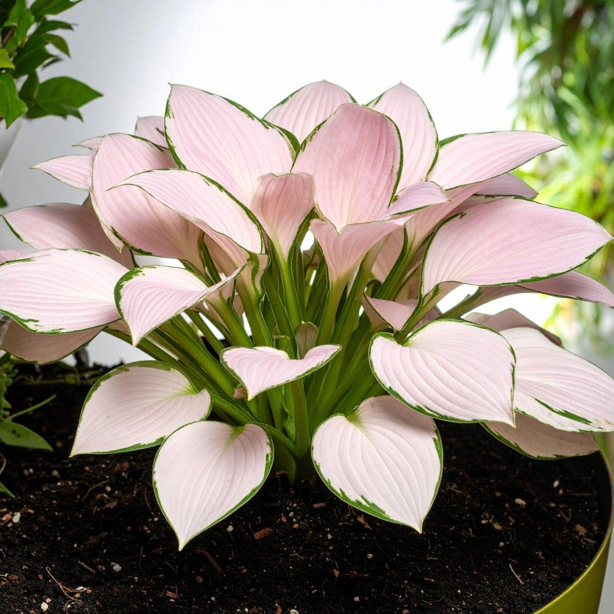 Platycodon Grandiflorus 'astra Mix' Blue, Pink, White - View 12 from www redcrocus com