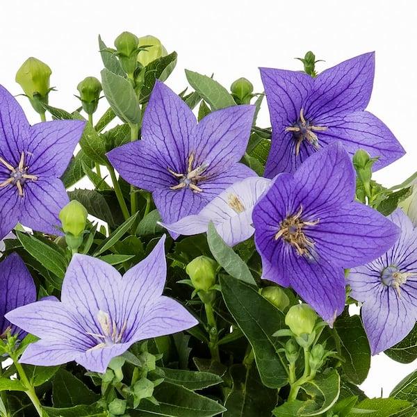 Platycodon Grandiflorus 'astra Mix' Blue, Pink, White - View 13 from www redcrocus com