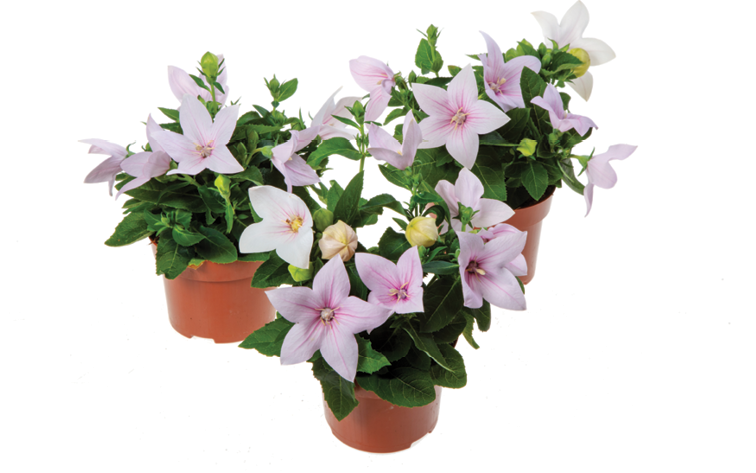 Platycodon Grandiflorus 'astra Mix' Blue, Pink, White - View 18 from www redcrocus com