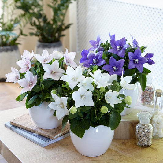Platycodon Grandiflorus 'astra Mix' Blue, Pink, White - View 1 from www redcrocus com