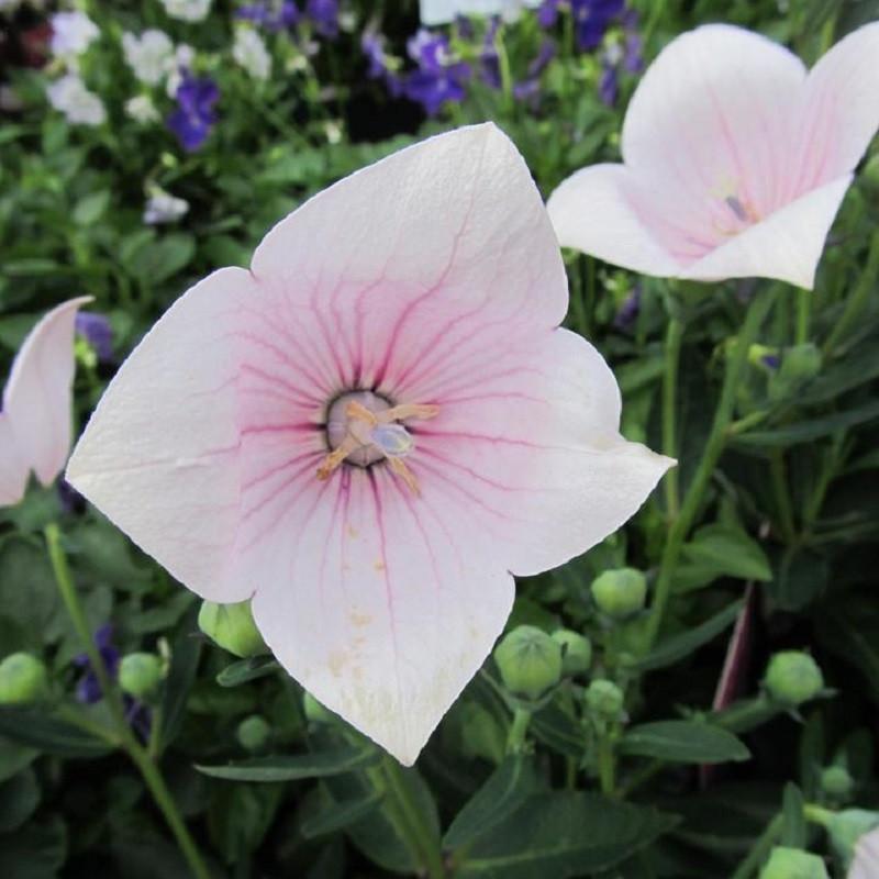 Platycodon Grandiflorus 'astra Mix' Blue, Pink, White - View 20 from www redcrocus com