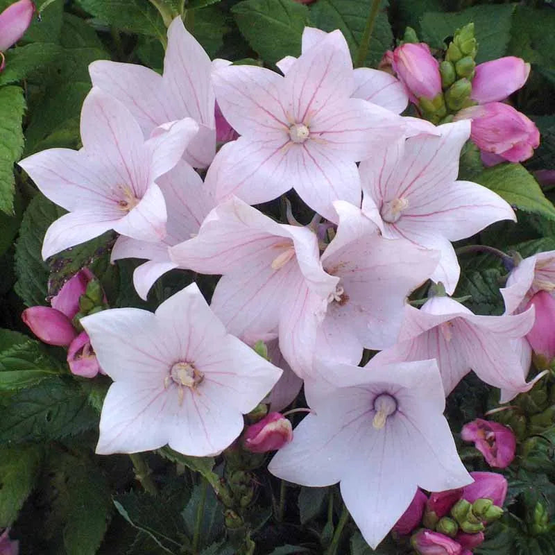 Platycodon Grandiflorus 'astra Mix' Blue, Pink, White - View 21 from www redcrocus com