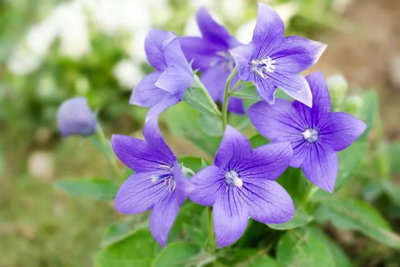 Platycodon Grandiflorus 'astra Mix' Blue, Pink, White - View 24 from www redcrocus com