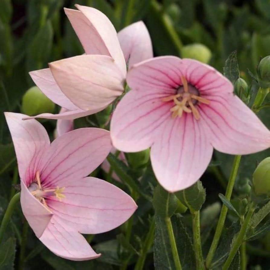 Platycodon Grandiflorus 'astra Mix' Blue, Pink, White - View 25 from www redcrocus com