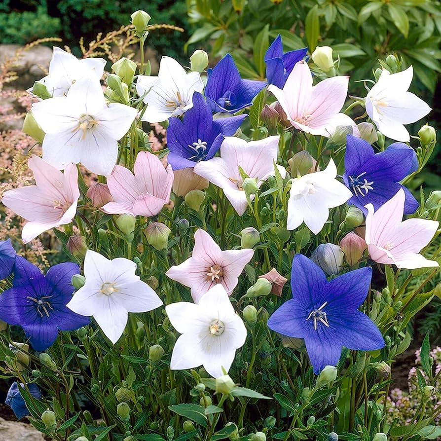 Platycodon Grandiflorus 'astra Mix' Blue, Pink, White - View 28 from www redcrocus com