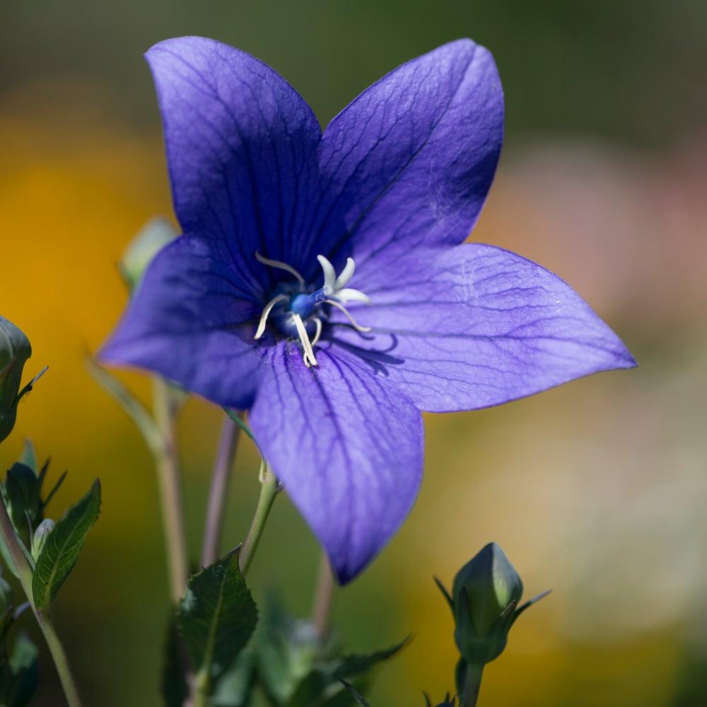 Platycodon Grandiflorus 'astra Mix' Blue, Pink, White - View 2 from www redcrocus com
